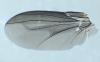 Melanophora roralis